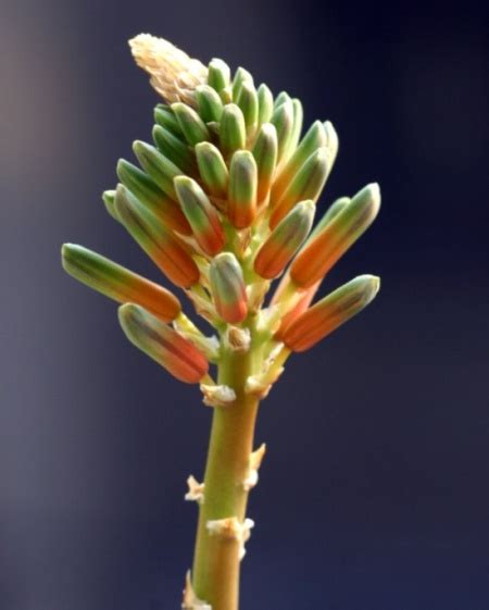 蘆薈開花代表什麼意思|蘆薈開花代表什麼